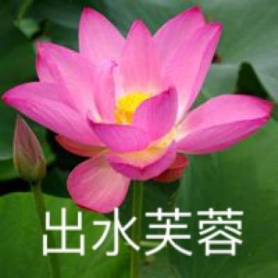 代号火山手游(暂未上线)v1.0.0 安卓版